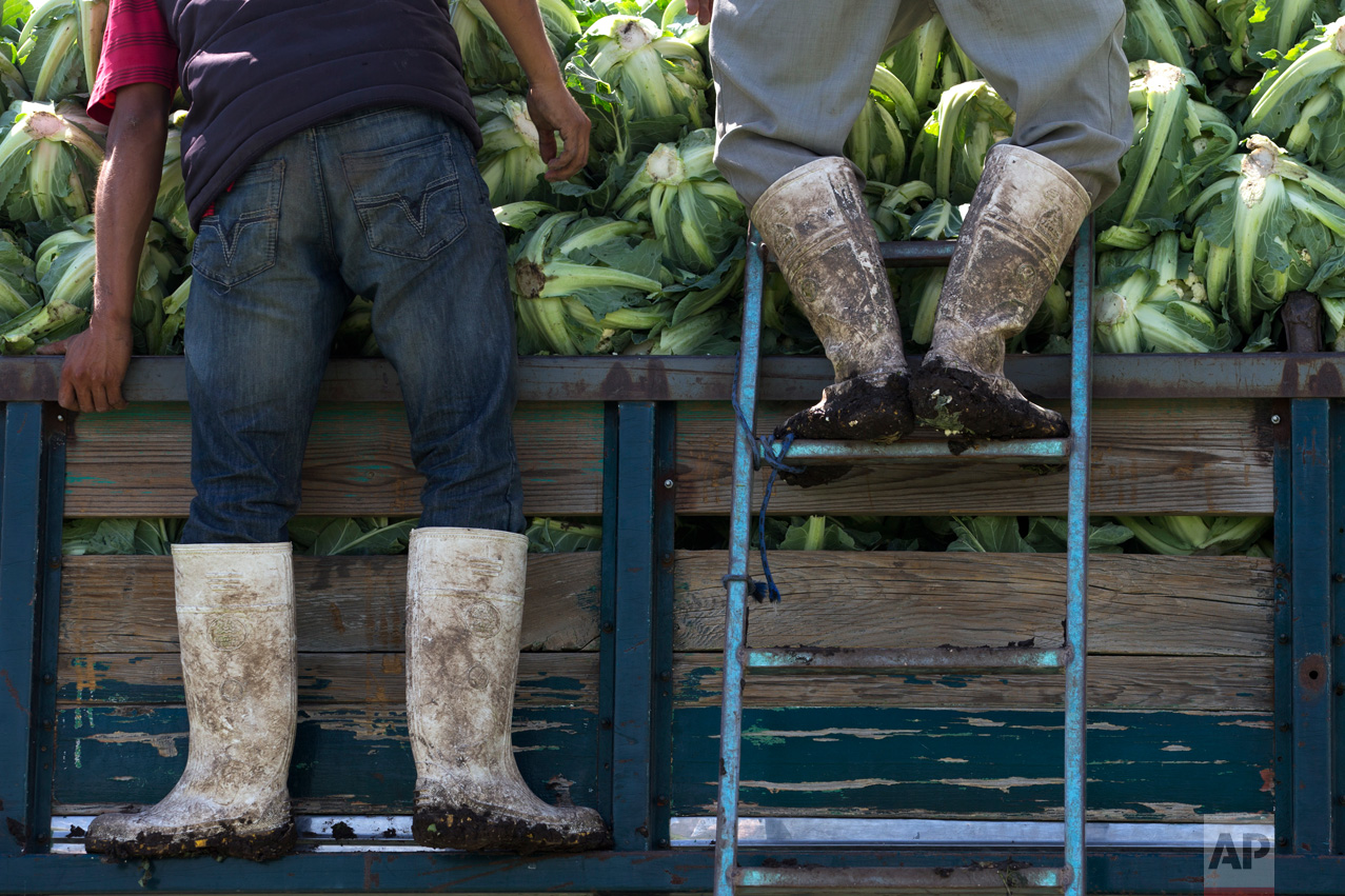 In this March 16, 2017 photo, day laborers, their boots caked in mud, arrange harvested cauliflower grown with wastewater atop a truck, near Mixquiahuala, Hidalgo state, Mexico. The National Water Commission argued the new wastewater treatment plant will preserve many of the nutrients in the water, improve conditions for the valley's 700,000 residents, gradually reduce pollution in the region's waterways and allow the cultivation of currently banned crops, such as cauliflower. (AP Photo/Rebecca Blackwell)