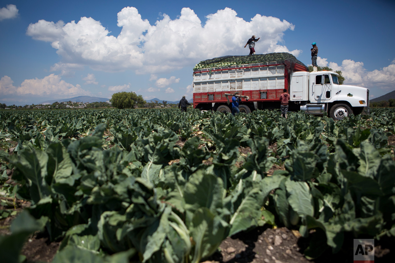In this March 16, 2017 photo, workers place a net over the bed of a truck filled with cauliflower as they harvest a field grown with wastewater, near Mixquiahuala, Hidalgo state, Mexico. Efrain Gonzalez, who represents farmers from five towns around the city of Tula, has objections to the wastewater treatment plant but acknowledges there's something absurd about "waiting for 10,000 residents of the capital go to the bathroom so that I can fertilize my field." (AP Photo/Rebecca Blackwell)