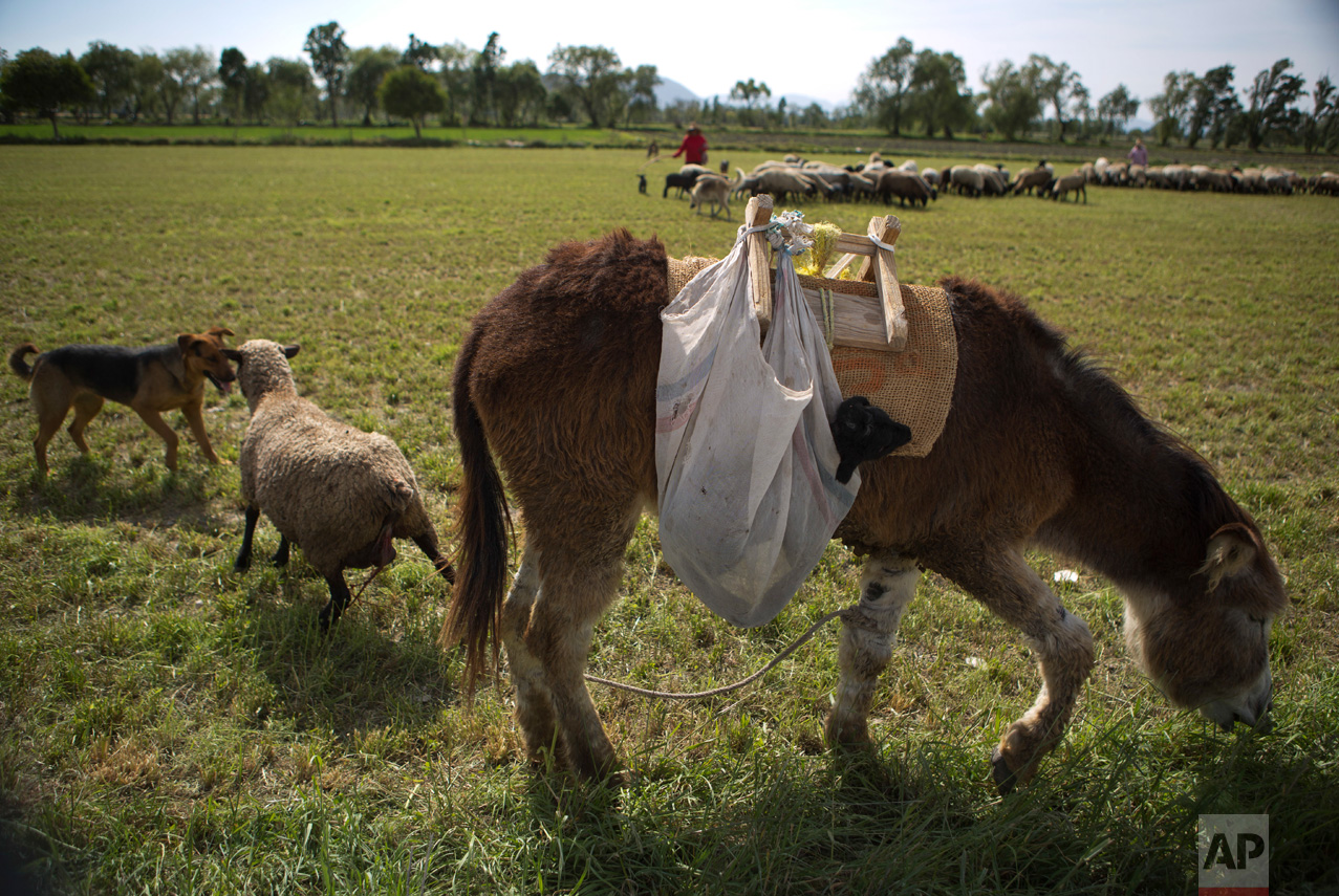 In this April 1, 2017 photo, a sheep chases away a herding dog as she protects her newborn lamb, carried in a cloth bag astride a donkey, after the sheep gave birth as the flock grazed on stubs of cut crops in the Otomi village of Dengantzha, near Tepatepec, Hidalgo state, Mexico. Not all valley residents agree with the farmers. "The pollution does harm," said 41-year-old painter Benito Hernandez of Mixquiahuala. "The farmers don't want to see it." (AP Photo/Rebecca Blackwell)