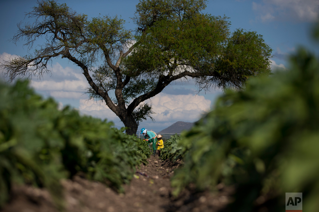 In this March 16, 2017 photo, a boy accompanies his mother as she harvests zucchini flowers from a field irrigated with wastewater, near Mixquiahuala, Hidalgo state, Mexico. Geologist Christina Siebe who has spent decades researching farming in the Mezquital Valley says it's not clear a large-scale treatment plant like Atotonilco is worth the cost. "There are simpler and cheaper methods to reduce the risks. ... How you manage your land, what type of crops you produce and what hygiene practices you as a farmer use," Siebe said. (AP Photo/Rebecca Blackwell)