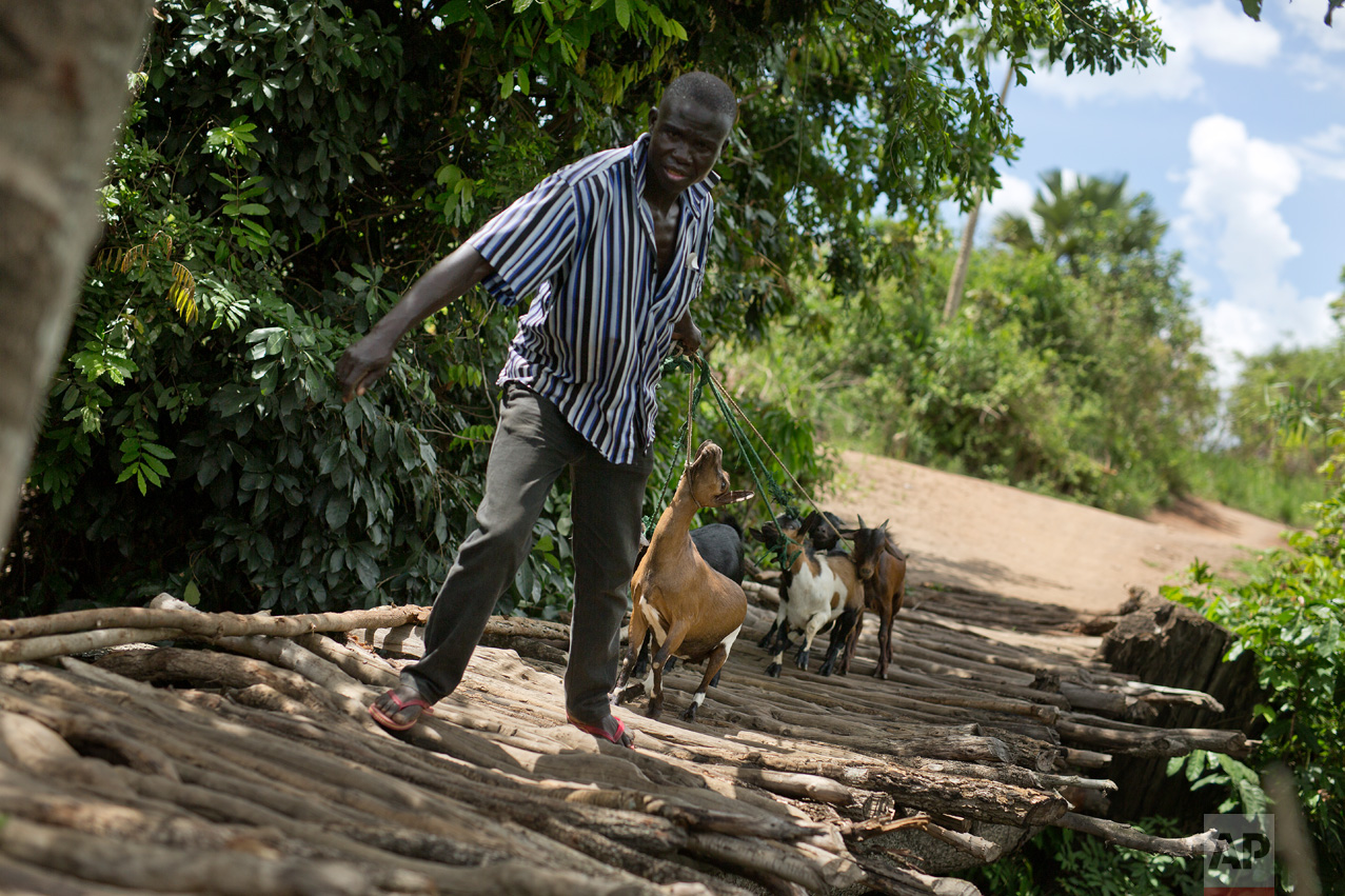 In this Wednesday March 29, 2017 photo, an unidentified man crosses into in Northern Uganda with his goats near Busia, Uganda. (AP Photo/Jerome Delay)
