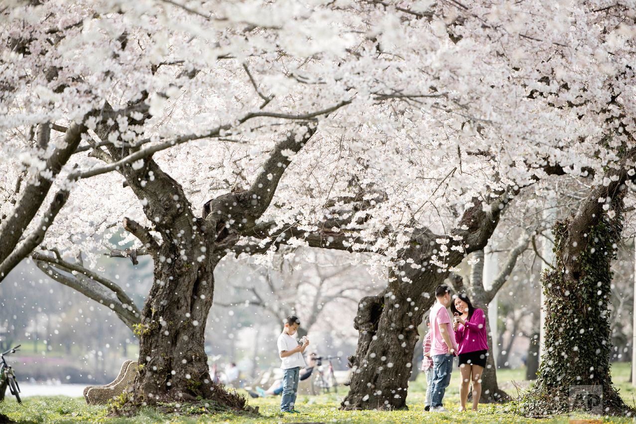  A family gathers beneath blossoming trees along Kelly Drive on a spring afternoon in Philadelphia, Wednesday, April 5, 2017. (AP Photo/Matt Rourke) 
