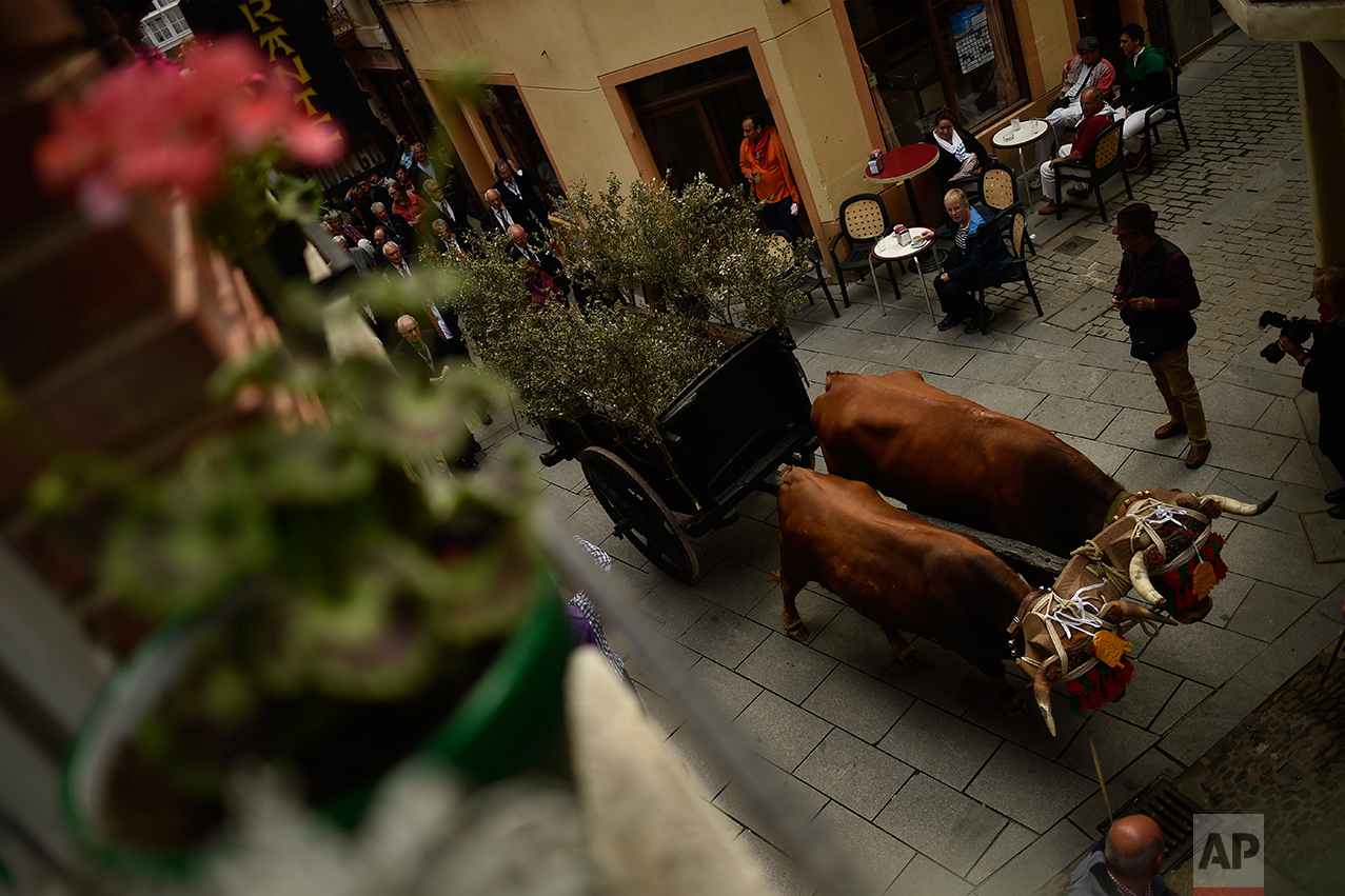  Participant of ''Bunch Procession'' walk along the old street with two brown cows in the ceremony in honor of Domingo de La Calzada Saint (1019-1109), who helped poor people and pilgrims, in Santo Domingo de La Calzada, northern Spain, Wednesday, Ma