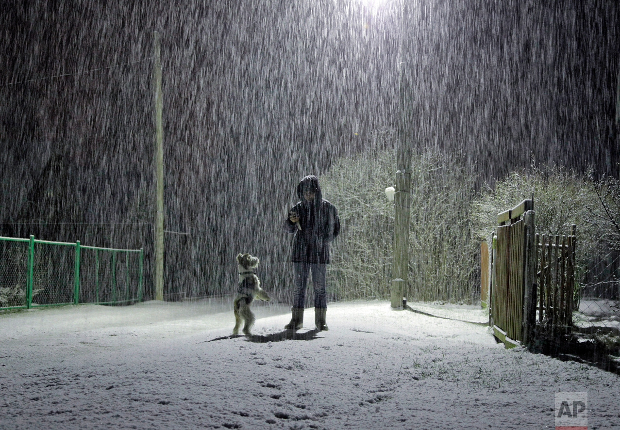 Snow falls as a woman walks her dog in the village of Podolye, 70 kilometers (43 miles) east of St. Petersburg, Russia, early Thursday, May 11, 2017. North winds brought snow to the east of the St. Petersburg region. (AP Photo/Dmitri Lovetsky)