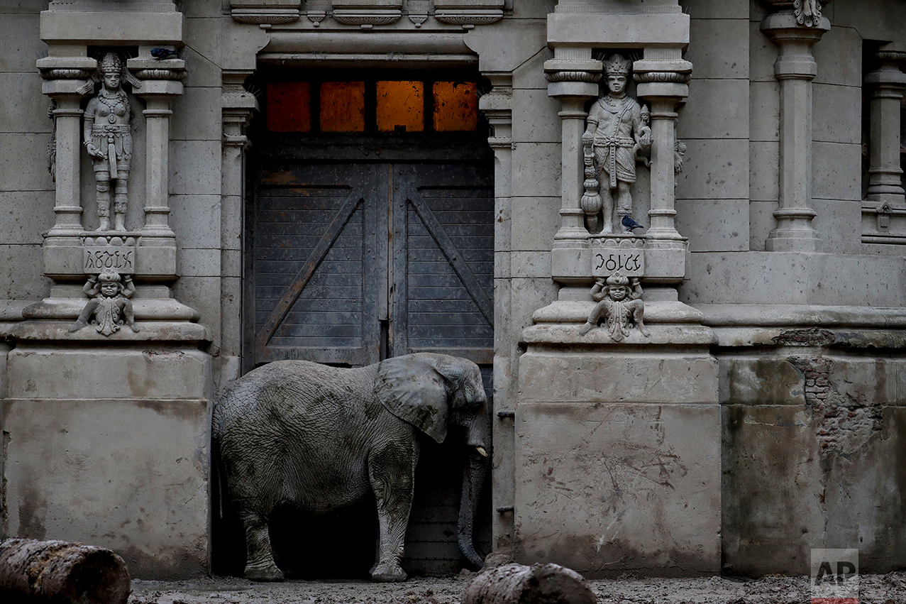  In this May 12, 2017 photo, Pupy, an African elephant, stands in the doorway of his enclosure at the former city zoo now known as Eco Parque in Buenos Aires, Argentina. A year ago the 140-year old Buenos Aires zoo closed its doors and was transforme