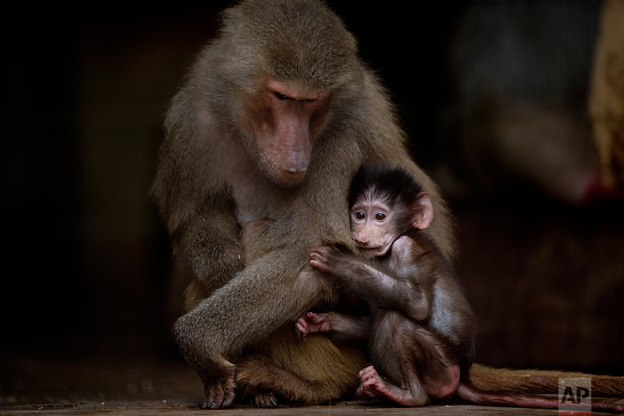  In this July 8, 2016 photo, a young baboon clings to its mother in their enclosure at the former city zoo now known as Eco Parque in Buenos Aires, Argentina. A year after the zoo closed its doors and was transformed into a park, hundreds of animals 