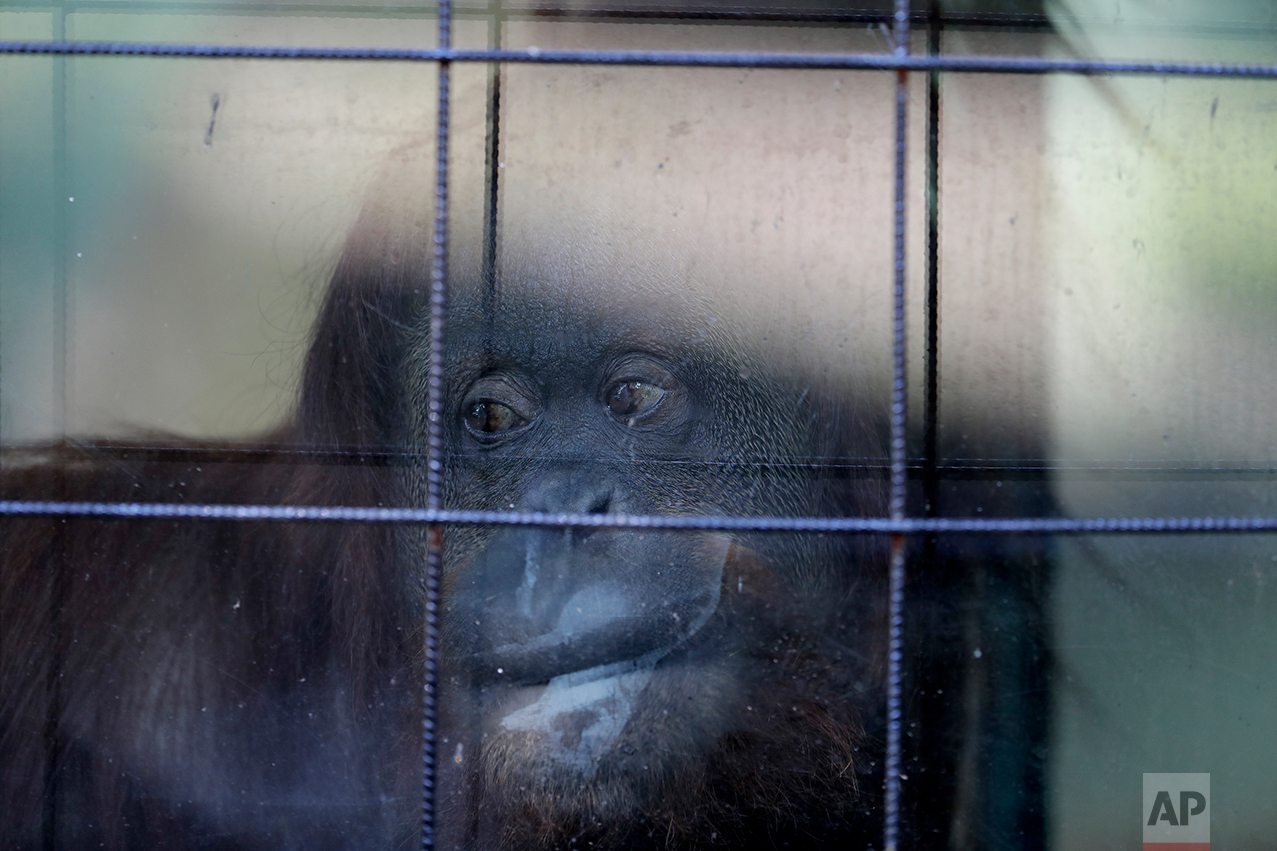  In this May 16, 2017 photo, Sandra, the orangutan, looks out from her enclosure at the former city zoo now known as Eco Parque in Buenos Aires, Argentina. Lions, giraffes and hundreds of other animals remain behind bars and in limbo a year after the