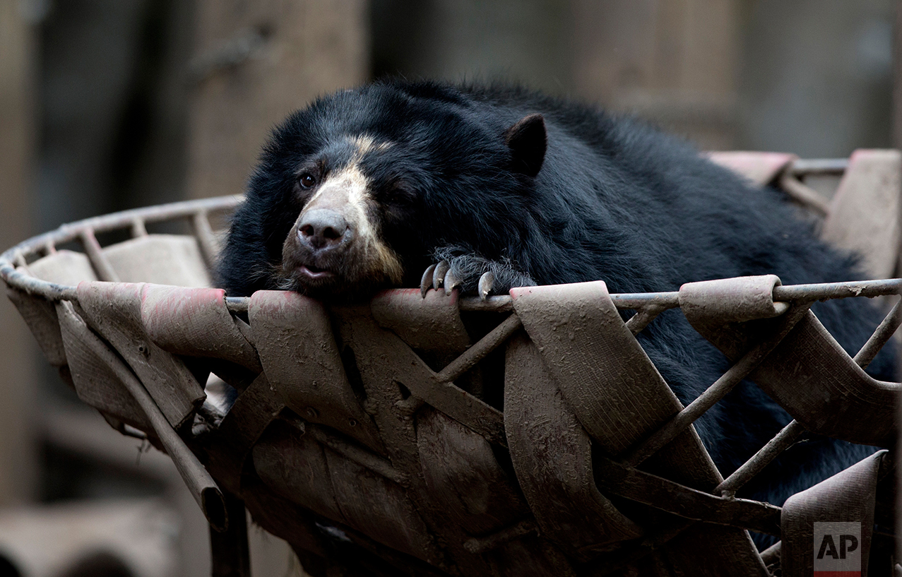  In this July 8, 2016 photo, a spectacled bear lounges in a basket in an enclosure at the former city zoo now known as Eco Parque, in Buenos Aires, Argentina. Experts have concluded that a year after the zoo transformation, the conditions for the ani