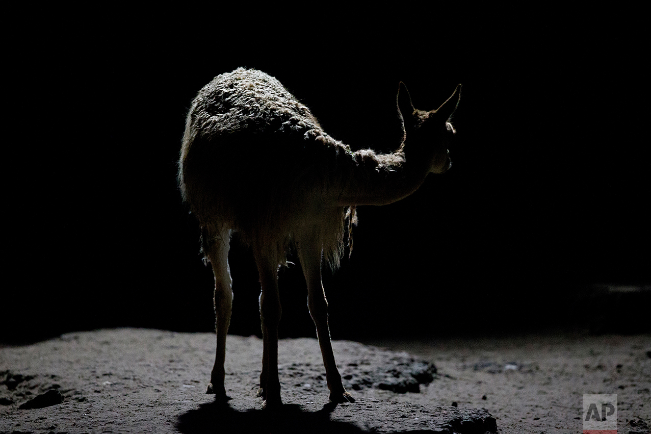  In this July 7, 2016 photo, a vicuna stands in an enclosure at the former city zoo now known as Eco Parque, in Buenos Aires, Argentina. City officials found they had closed the zoo, located in the most heavily congested areas of Argentina's capital,