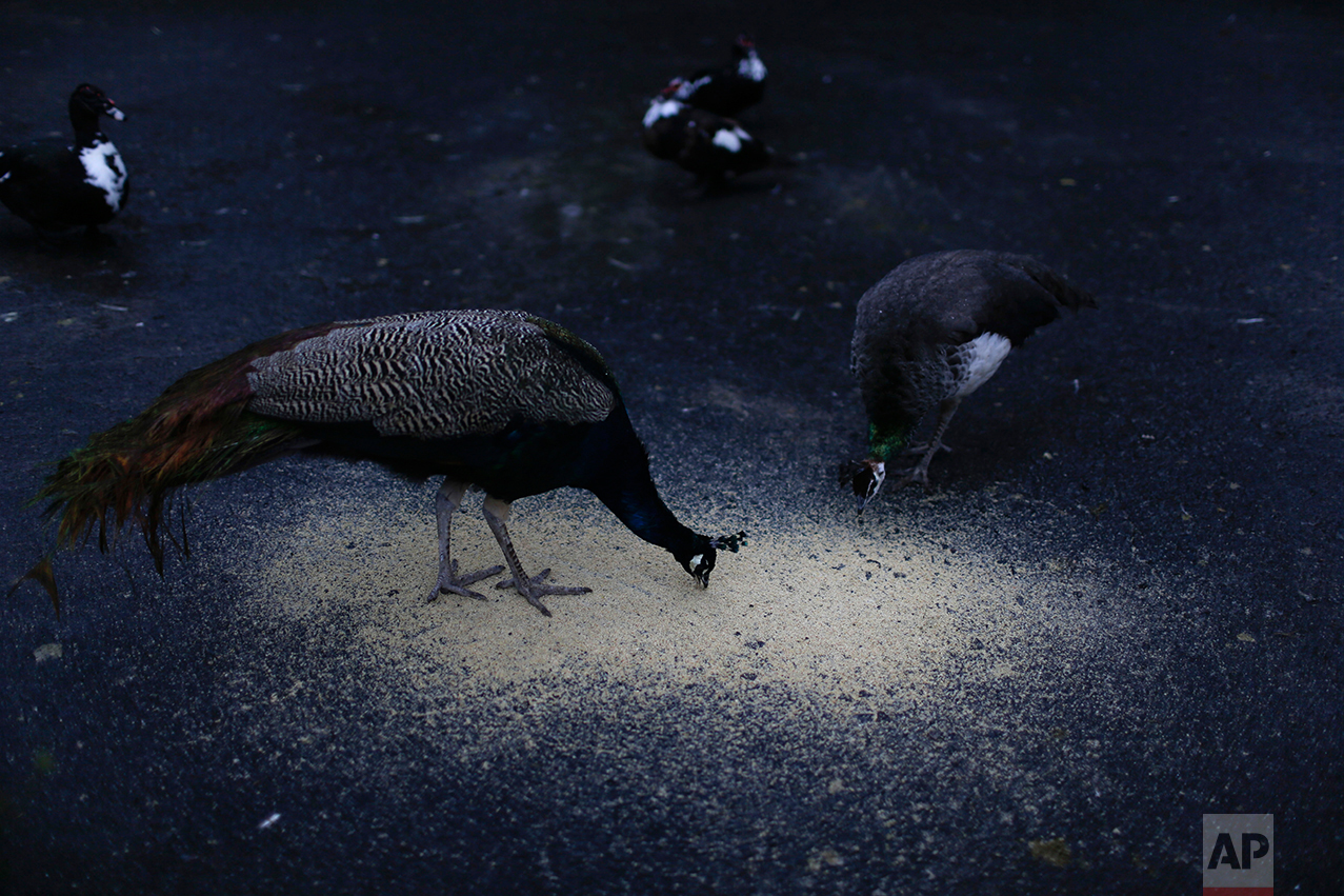  In this May 12, 2017 photo, peafowls feed on ground grains at the former city zoo, now known as Eco Parque, in Buenos Aires, Argentina. A year after the 140-year old Buenos Aires zoo closed its doors and was transformed into a park, hundreds of anim