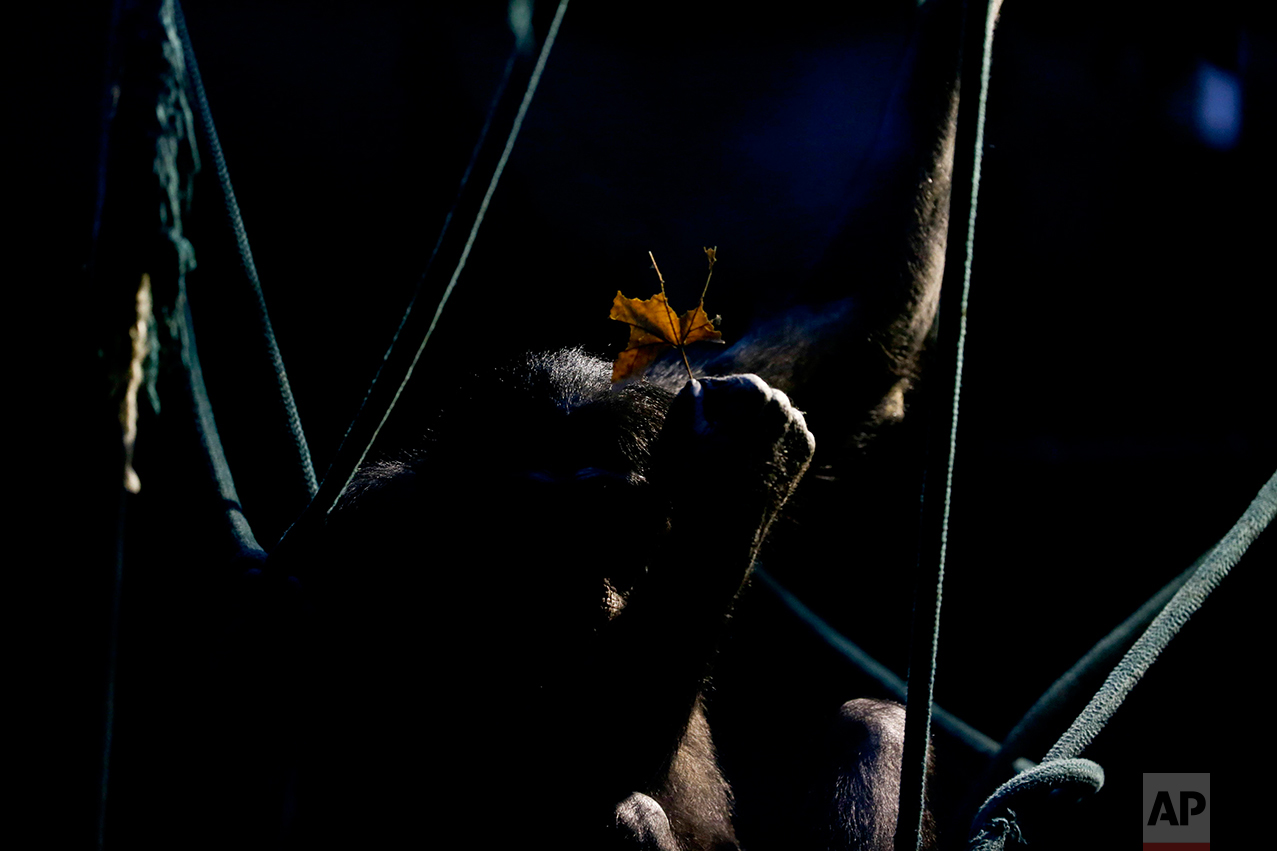  In this July 5, 2016 photo, a chimpanzee holds a leaf while sitting on ropes in an enclosure at the former city zoo now known as Eco Parque, in Buenos Aires, Argentina. Lions, giraffes and hundreds of other animals remain behind bars and in limbo a 
