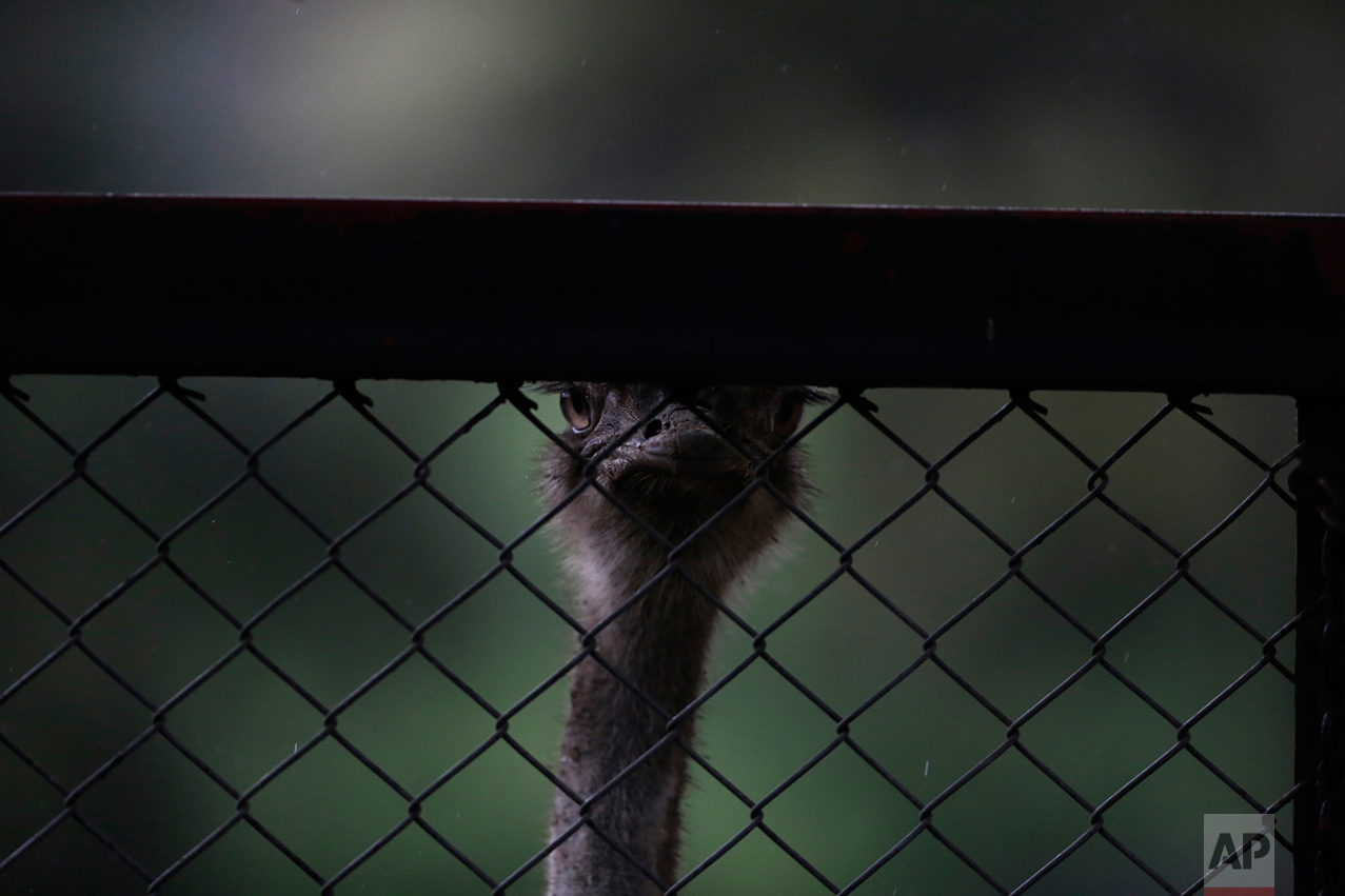  In this July 2, 2016 photo, an ostrich looks out through the open weave of a chain-link fence at the former city zoo now known as Eco Parque, in Buenos Aires, Argentina. Conservationists complain that the animals still live in antiquated enclosures 