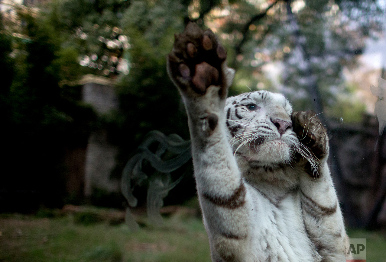  In this July 15, 2016 photo, Cleo, a female white tiger, jumps on the safety glass of her enclosure reacting to painters working on an improvement project, at the former city zoo now known as Eco Parque, in Buenos Aires, Argentina. In its beginnings