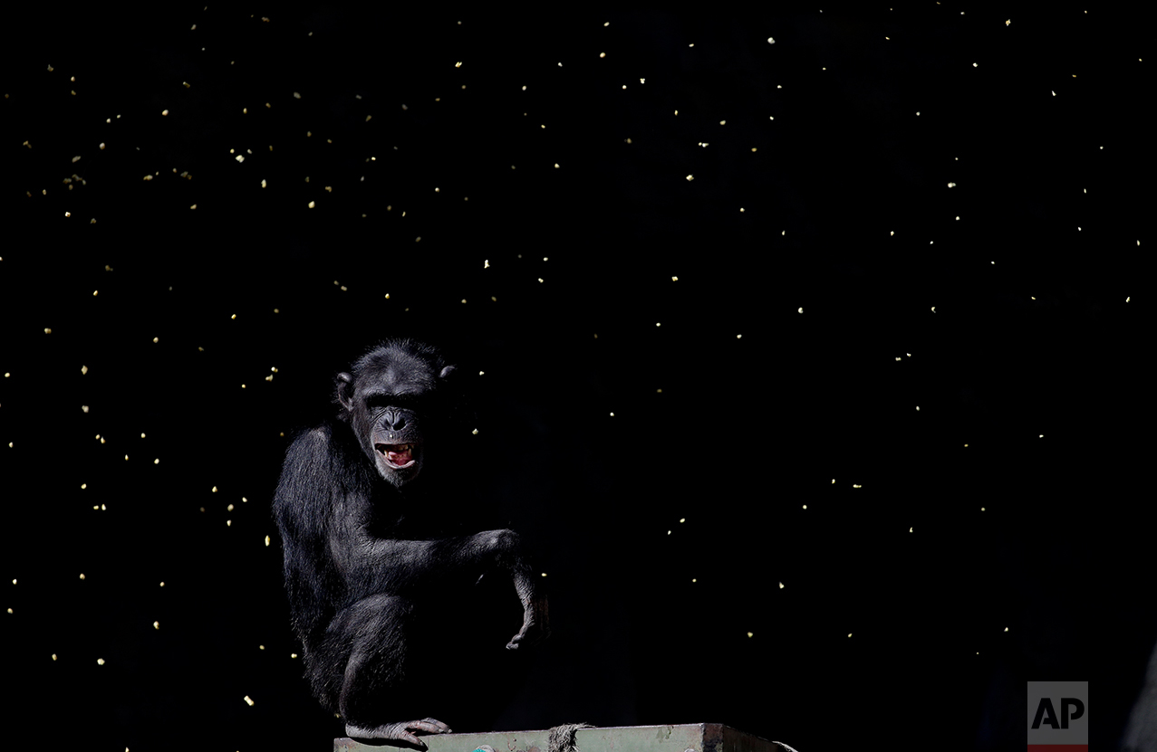  In this May 16, 2017 photo, a chimpanzee watches as a worker tosses handfuls of grain into his enclosure, at the former city zoo now known as Eco Parque, in Buenos Aires, Argentina. When Mayor Horacio Rodriguez Larreta announced its closure last yea