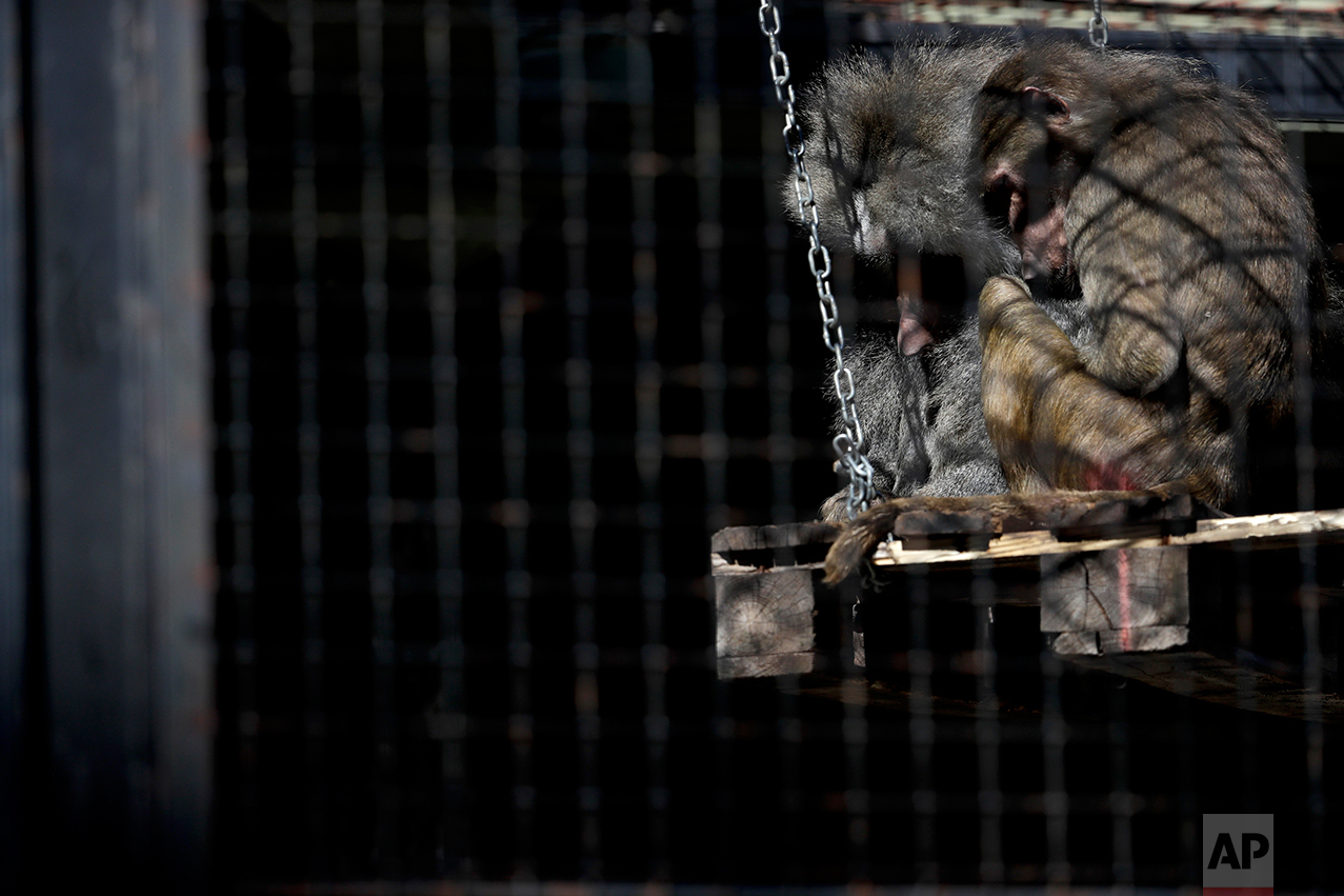  In this May 16, 2017 photo, baboons huddle inside their enclosure at the former city zoo now known as Eco Parque, in Buenos Aires, Argentina. Developers last July promised to relocate most of the zoo's animals to sanctuaries in Argentina and abroad,