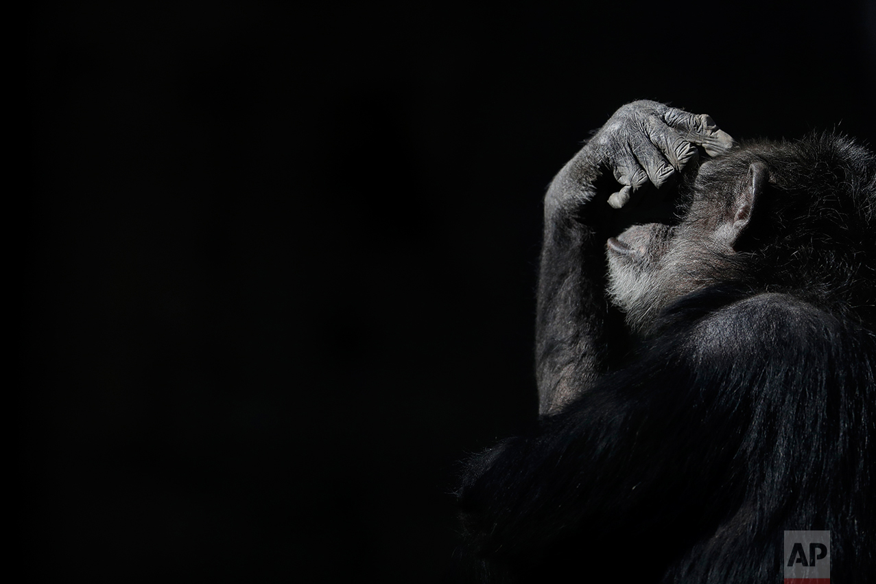  In this May 16, 2017 photo, a chimpanzee shades his eyes with his hand while sitting in his enclosure at the former city zoo now known as Eco Parque, in Buenos Aires, Argentina. "It's gone from bad to worse," said Claudio Bertonatti, a former Buenos