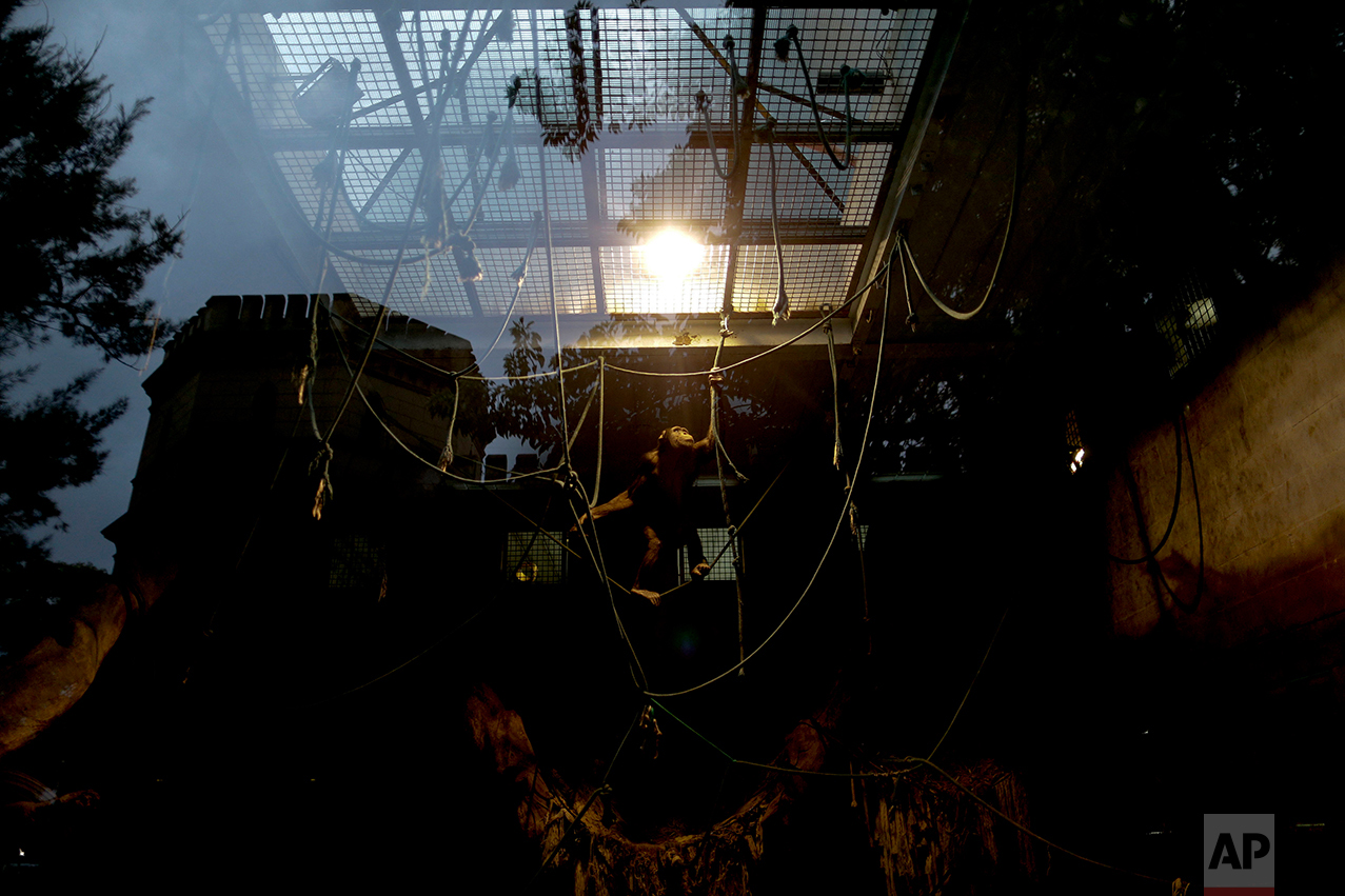  In this July 5, 2016 photo, a chimpanzee uses ropes to navigate in an enclosure at the former city zoo now known as Eco Parque, in Buenos Aires, Argentina. Many of the animals at Eco Parque are so zoo-trained that experts fear they would die if move