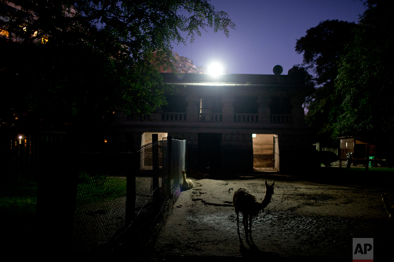  This July 15, 2016 photo shows two vicunas in their enclosure at the former city zoo now known as Eco Parque, in Buenos Aires, Argentina. "It's gone from bad to worse," said Claudio Bertonatti, a former Buenos Aires zoo director. "Everything is set 