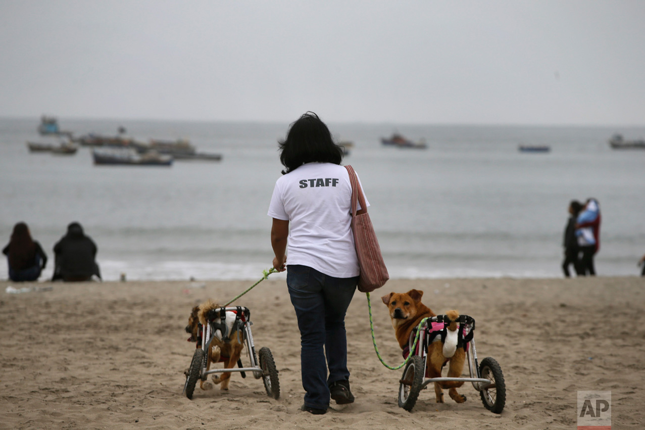  In this Tuesday, June 20, 2017 photo, a volunteer walks a couple of paraplegic dogs at the Agua Dulce beach in Chorrillos district of Lima, Peru. The volunteer works with the "Milagros Perrunos" dog shelter where 70 dogs are taken care of. (AP Photo