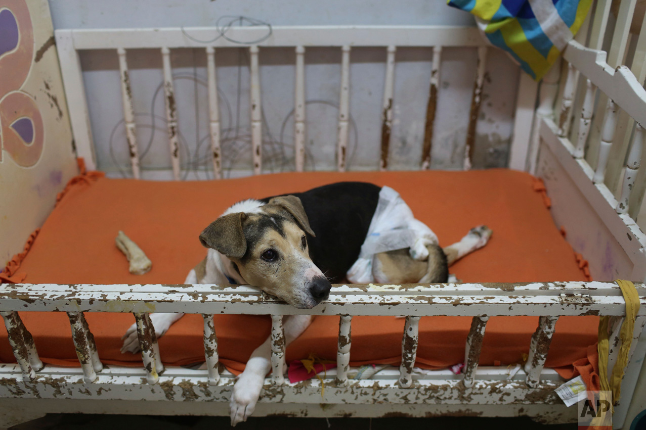  In this Monday, June 19, 2017 photo, a paraplegic dog called "Pecas" who has to use a diaper, rests in its bed at a dog shelter in the Chorrillos neighborhood of Lima, Peru. Local resident Sara Moran runs the shelter, called "Milagros Perrunos" from