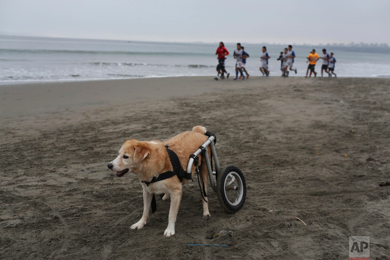  In this Tuesday, June 20, 2017 photo, a paraplegic dog called "Osito" rests after a run in his wheelchair at the Agua Dulce beach at the Chorrillos district of Lima, Peru. "Osito" is part of a group of dogs that are taken care of by local resident S