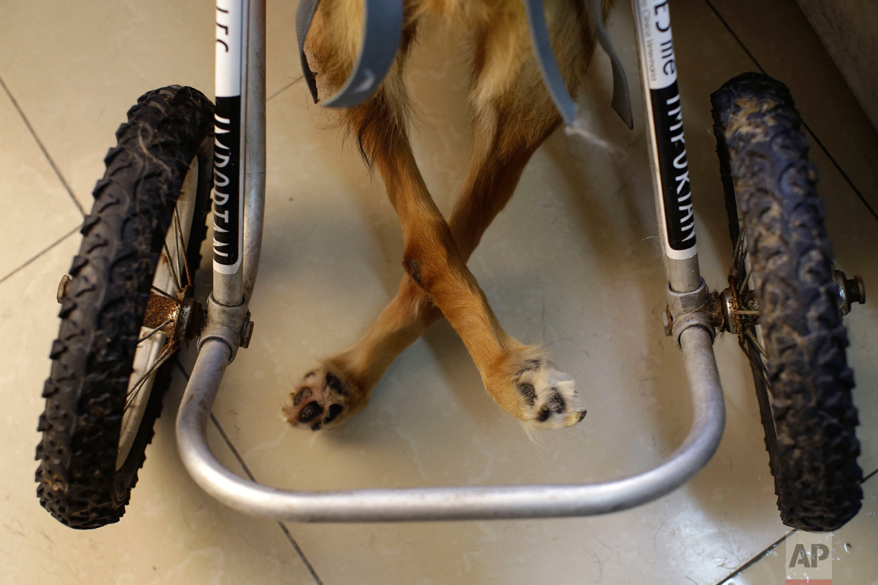  In this Monday, June 19, 2017 photo, the paws of paraplegic dog called "Huellitas" hang limply as he rides his wheel chair, at a dog shelter in the Chorrillos neighborhood of Lima, Peru. All of the dogs come from the large population of abandoned ca