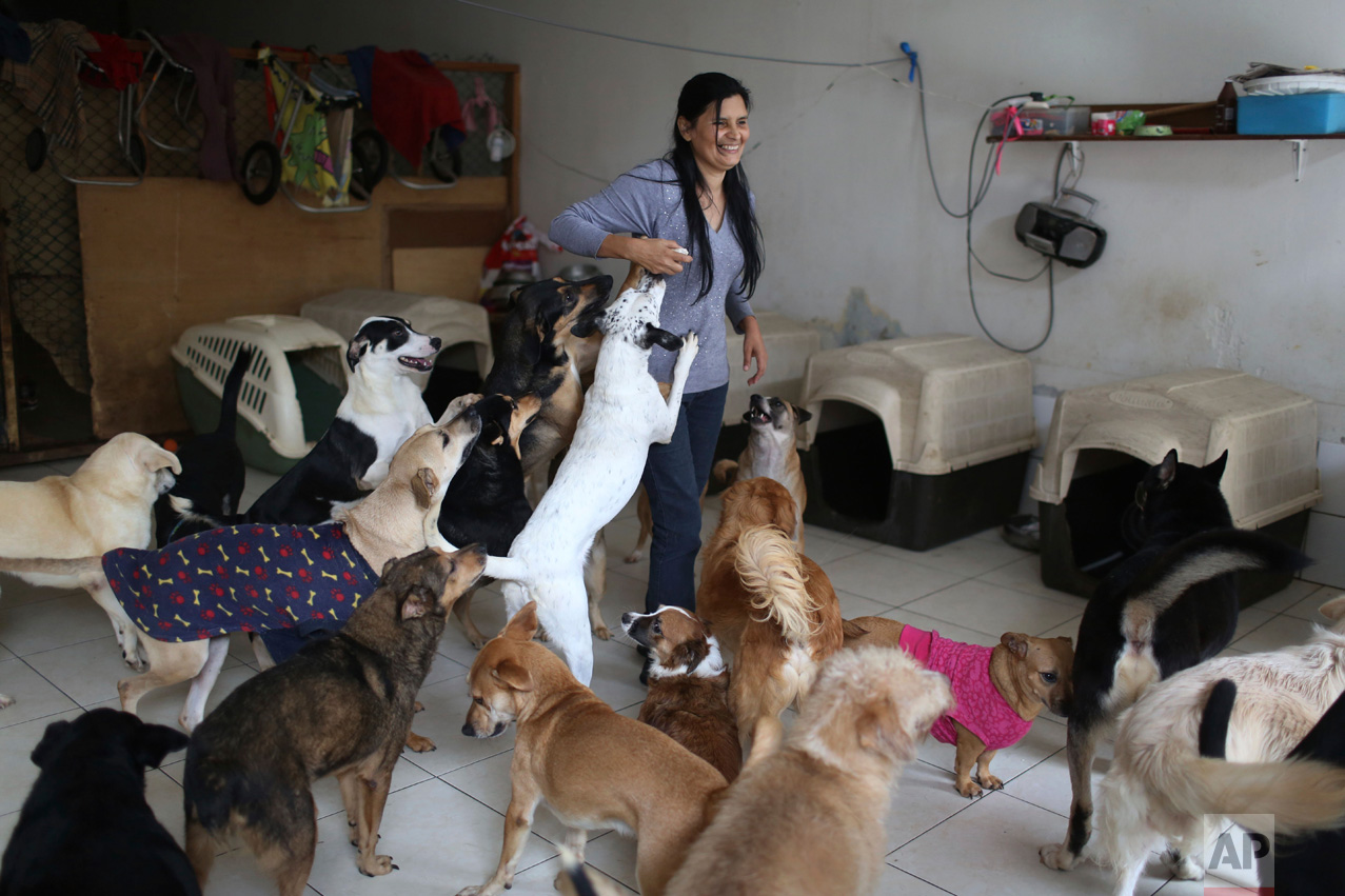  In this Monday, June 19, 2017, Sara Moran plays with group of dogs inside of her home in the Chorrillos neighborhood in Lima, Peru. Moran has a dog shelter in her own home called "Milagros Perrunos" where she cares for 70 stray dogs, some of whom ar