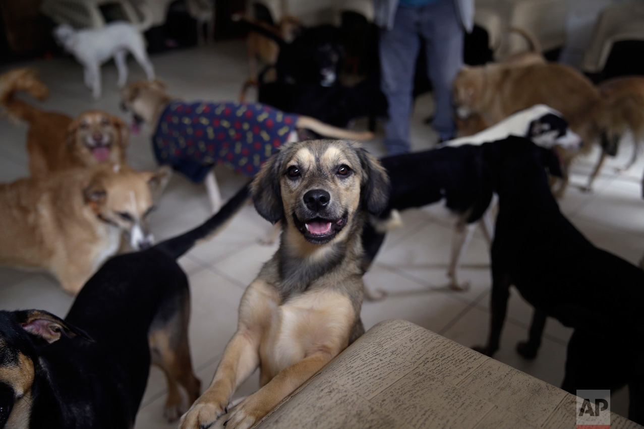  In this Monday, June 19, 2017, a dog called "Teresita" plays at the "Milagros Perrunos" dog shelter in the Chorrillos neighborhood of Lima, Peru. All of the dogs come from the large population of abandoned canines that roam Lima’s streets. (AP Photo