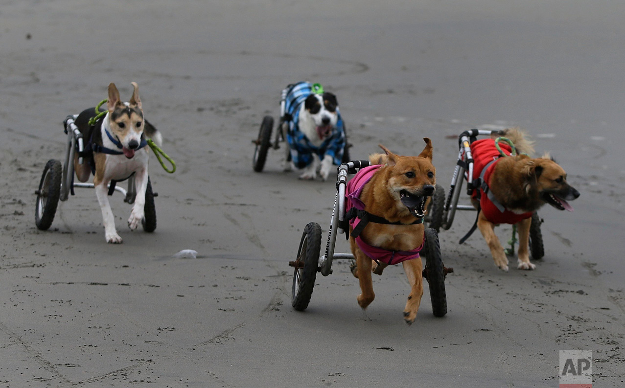  In this Tuesday, June 20, 2017 photo, a group of paraplegic dogs run with the help of their wheelchairs on the Agua Dulce beach in the Chorrillos neighborhood of Lima, Peru. The dogs are cared for by local resident Sara Moran. In winter, when most P