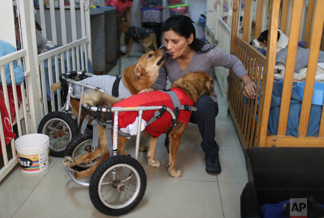  In this Monday, June 19, 2017 photo, Sara Moran is greeted by two paraplegic dogs called "Huellitas" and "Osito" in the Chorrillos neighborhood in Lima, Peru. “They are completely pure,” she says. “Their souls have no perversions.” (AP Photo/Martin 