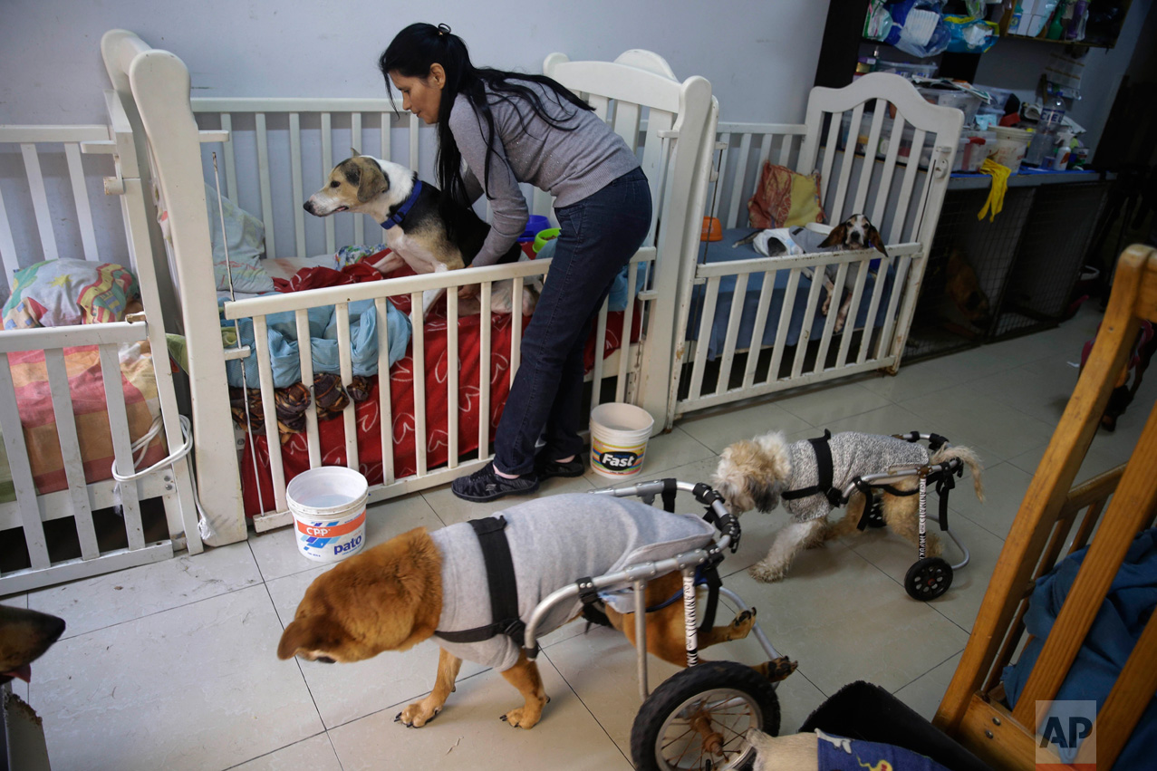  In this Monday, June 19, 2017 photo, Sara Moran changes the diaper of "Pecas" on of the 70 stray and ailing dogs she keeps at her makeshift dog shelter, at her home in the Chorrillos neighborhood of Lima, Peru.  “Sometimes I think God has given me t