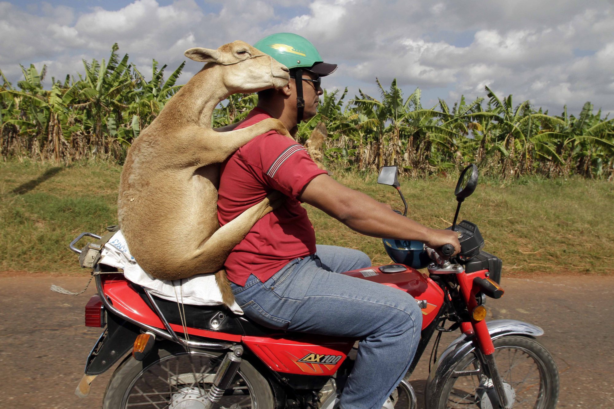  ADDS MAN'S DESTINATION AND NAME OF MUNICIPALITY - A man carries a lamb home as he drives on a motorcycle in the municipality of San Antonio de Los Banos in Havana, Cuba, Thursday Jan 6, 2011. (AP Photo/Franklin Reyes) 