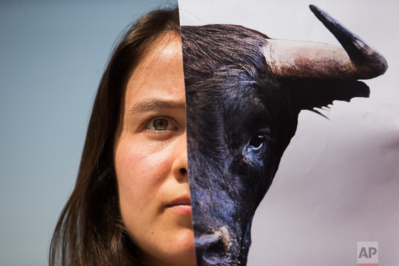A demonstrator holds up a picture of a bull during a protest against bullfighting in Madrid, Wednesday, June 21, 2017. For some people bullfighting is a traditional spectacle in Spain but animal rights activists see it as torture against animals. (AP Photo/Francisco Seco)