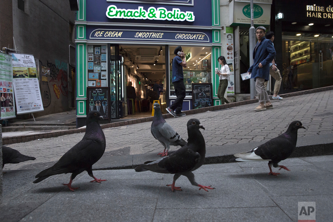 In this May 25, 2017 photo, pigeons walk on the slope in Central district, Hong Kong. (AP Photo/Kin Cheung)