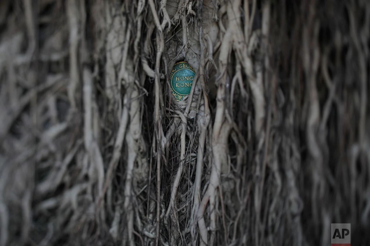 In this May 31, 2017, photo made with a tilt-shift lens, the roots of an old banyan tree covers a wall and a plaque at Britain's King George V Memorial Park in Hong Kong. (AP Photo/Vincent Yu)