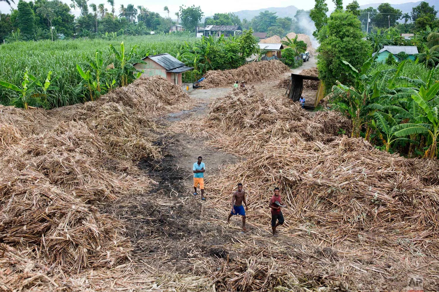 In this June 16, 2017 photo, workers pass banana trees as they walk through a field of bagasse, the sugar cane fiber left over after its juice is extracted, on a farm where they work at the Ti Jean distillery to make clairin, a sugar-based alcoholic drink, in Leogane, Haiti. Workers live rent-free in a village on the farm but pay for their own food on a salary of 800 gourds, or $12.50 dollars for each truck they load with cut sugar cane. Workers say they're able to fill one truck in two days. (AP Photo/Dieu Nalio Chery)