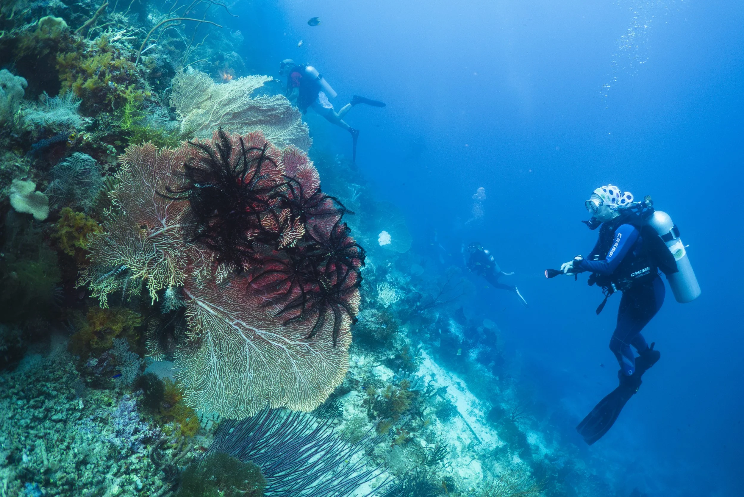 Raja+Ampat Gorgonian+Wall+4