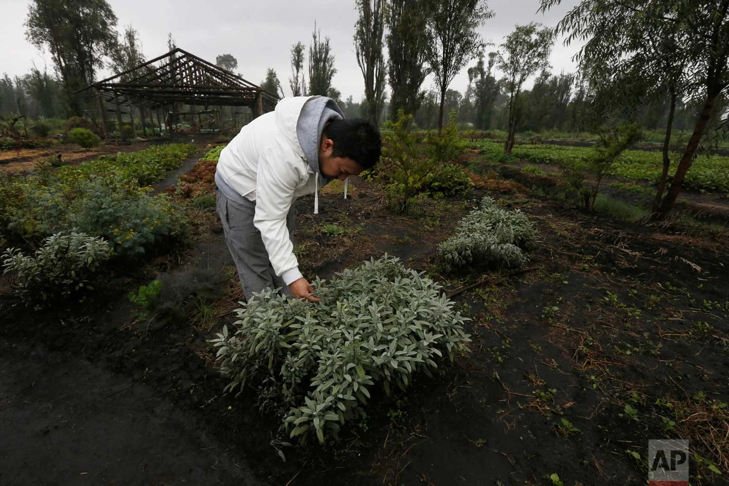 In this July 13, 2017 photo, Ichiro Kitazawa, a chef at the Japanese restaurant Rocoi, inspects herbs on a floating garden known as a "chinampa" in Xochimilco in Mexico City. (AP Photo/Marco Ugarte)