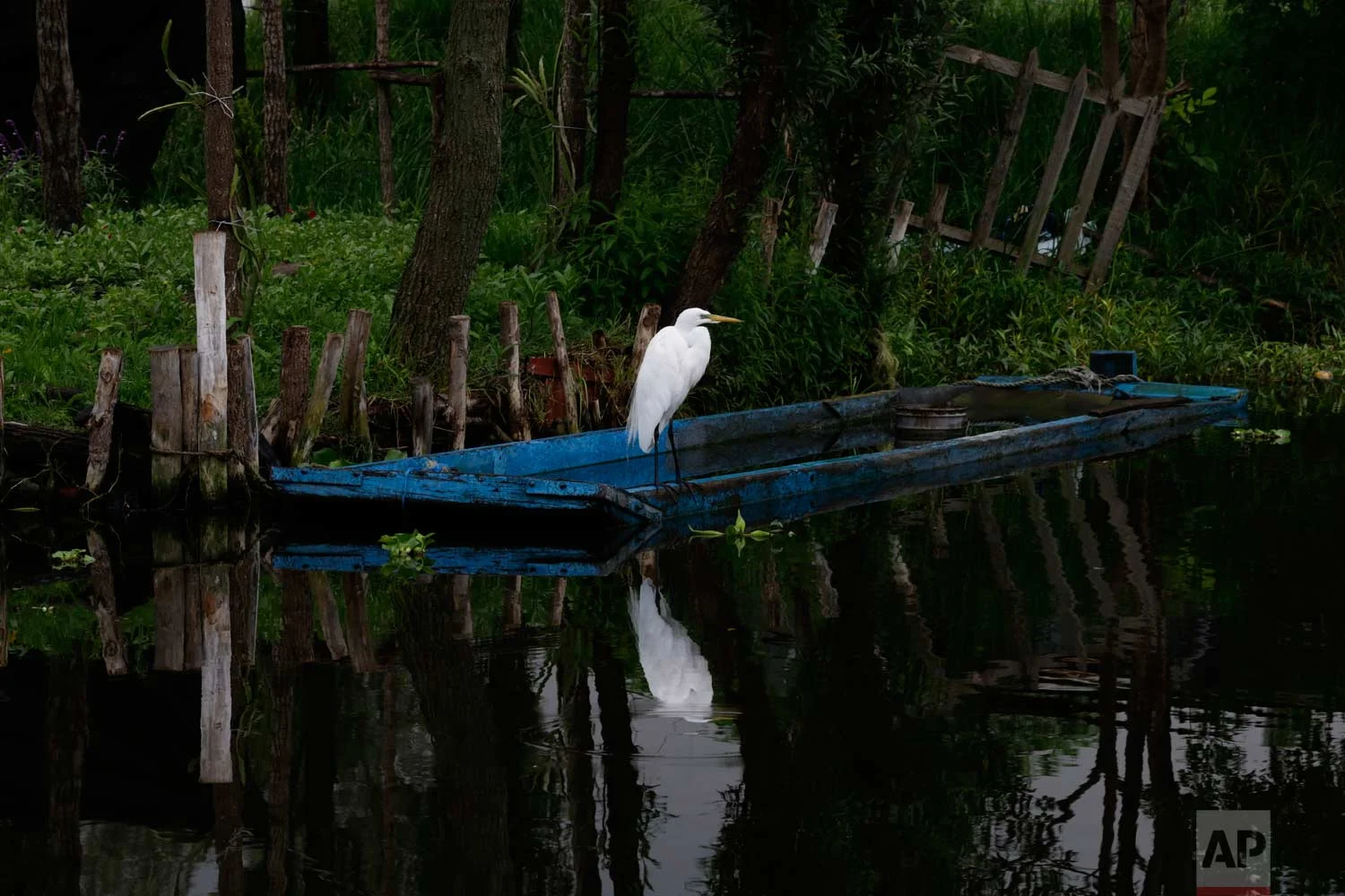 In this July 13, 2017 photo, a heron perches on a boat tied to a floating farm known as a "chinampa" in Xochimilco, Mexico City. (AP Photo/Marco Ugarte)