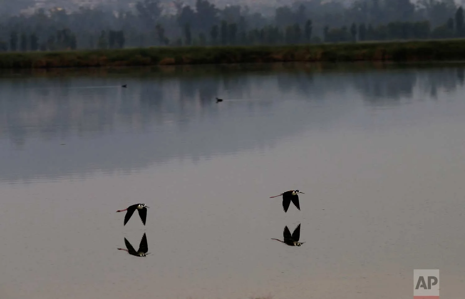 In this June 27, 2017 photo, birds skim the channels of Xochimilco in Mexico City. (AP Photo/Marco Ugarte)