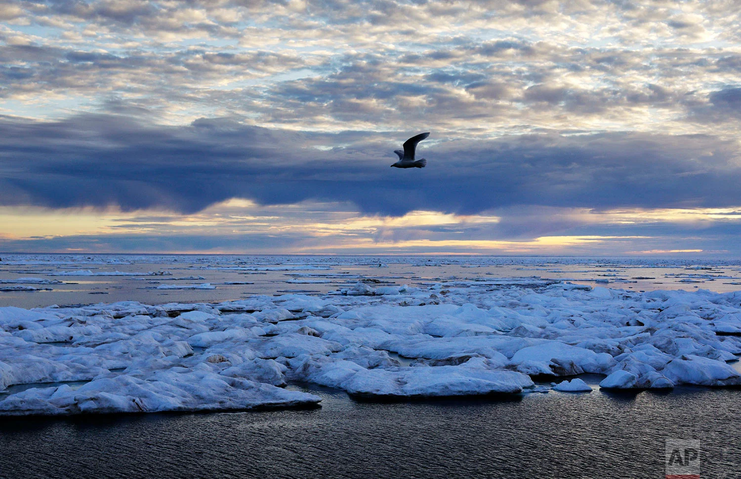 A bird flies above sea ice on the Victoria Strait along the Northwest Passage in the Canadian Arctic Archipelago, Friday, July 21, 2017. Sea ice forms when the top layer of water reaches freezing point, usually around the start of October. As temperatures continue to fall this first-year ice grows downward until it is several feet thick. If the ice survives the following summer melt it becomes second-year ice. Another cycle and it becomes multi-year ice which is the toughest kind. (AP Photo/David Goldman)
