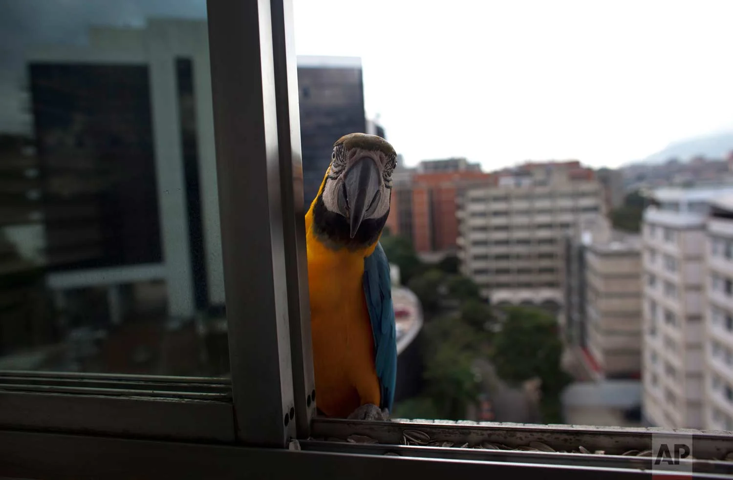 A macaw peers through a window of an apartment waiting to be fed, in Caracas, Venezuela. They are a common site sitting on the ledges of high-rise buildings or perched on antennas. (AP Photo/Ariana Cubillos)