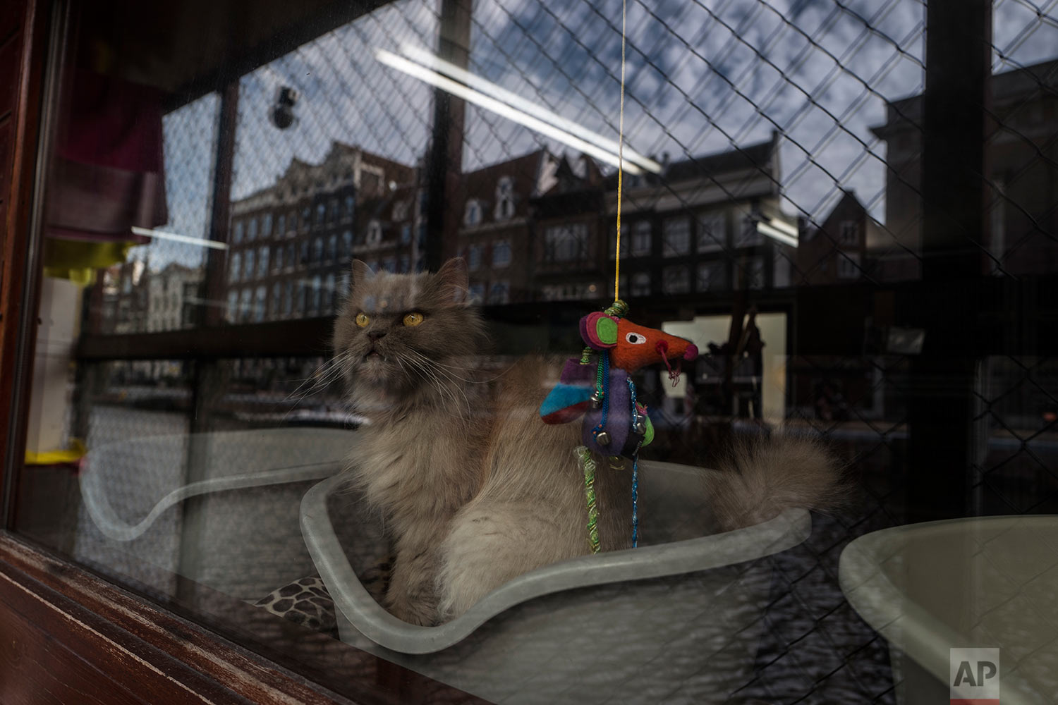  In this Wednesday, Aug. 2, 2017 photo, Kasumi, a 9-year-old-cat looks out the window of the boat at the Catboat shelter in Amsterdam, Netherlands. (AP Photo/Muhammed Muheisen) 