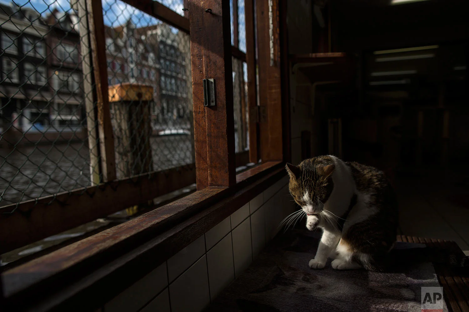  In this Wednesday, Aug. 2, 2017 photo, Borre, an 8-year-old cat cleans himself at the Catboat shelter in Amsterdam, Netherlands. (AP Photo/Muhammed Muheisen) 