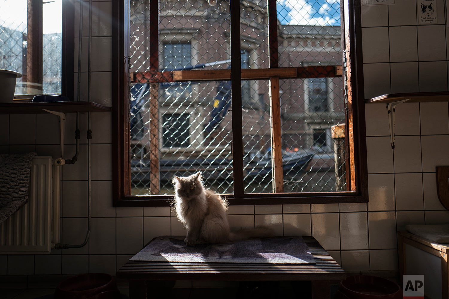  In this Wednesday, Aug. 2, 2017 photo, Kasumi, a 9-year-old cat sits in a spot of light at the Catboat shelter in Amsterdam, Netherlands. (AP Photo/Muhammed Muheisen) 