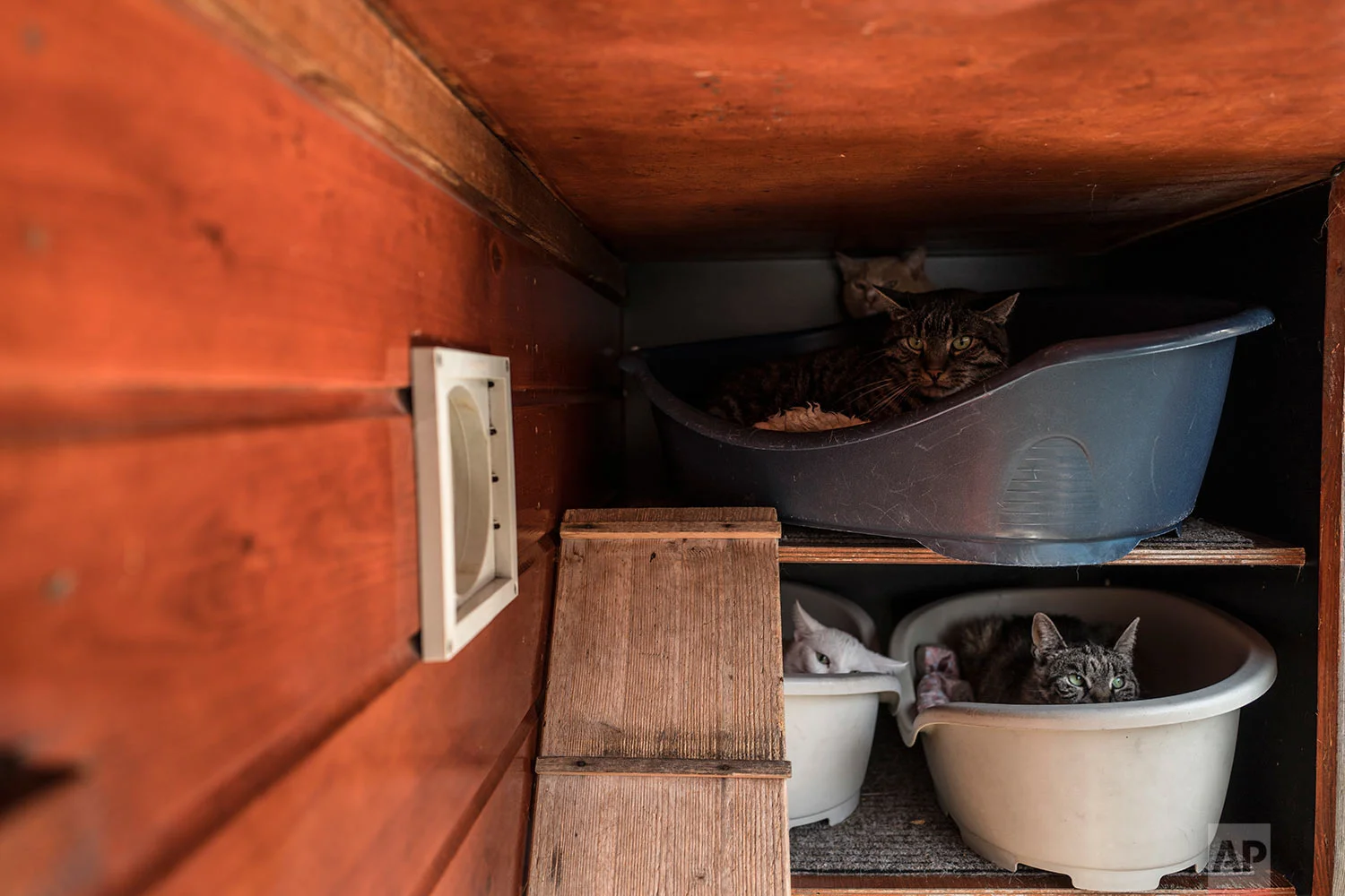  In this Wednesday, Aug. 2, 2017 photo, a group of cats sits in baskets on the Catboat shelter in Amsterdam, Netherlands. (AP Photo/Muhammed Muheisen) 