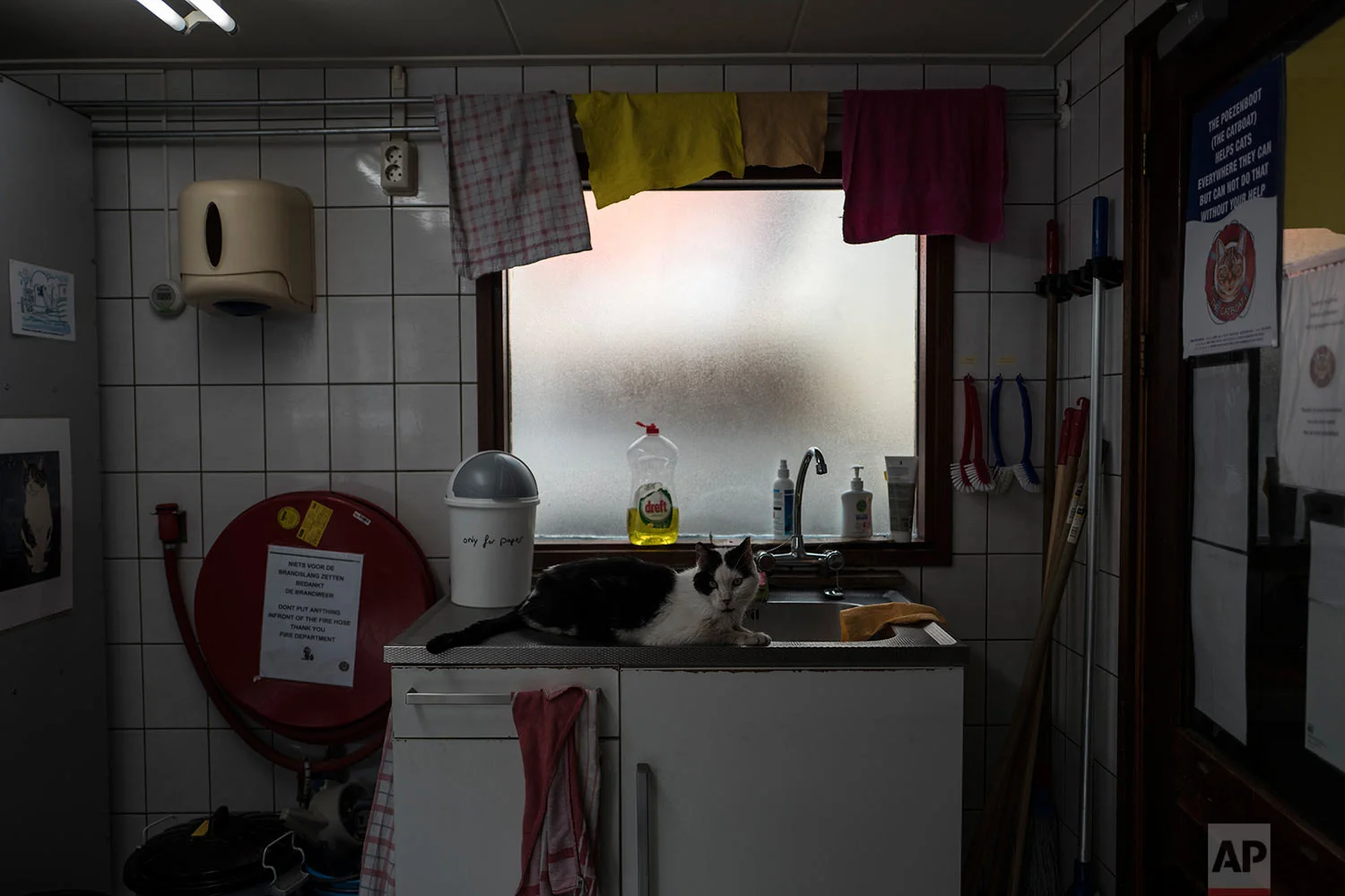  In this Wednesday, Aug. 2, 2017 photo, Koeienkat, a 10-year-old cat sits by the sink on the Catboat shelter in Amsterdam, Netherlands. (AP Photo/Muhammed Muheisen) 