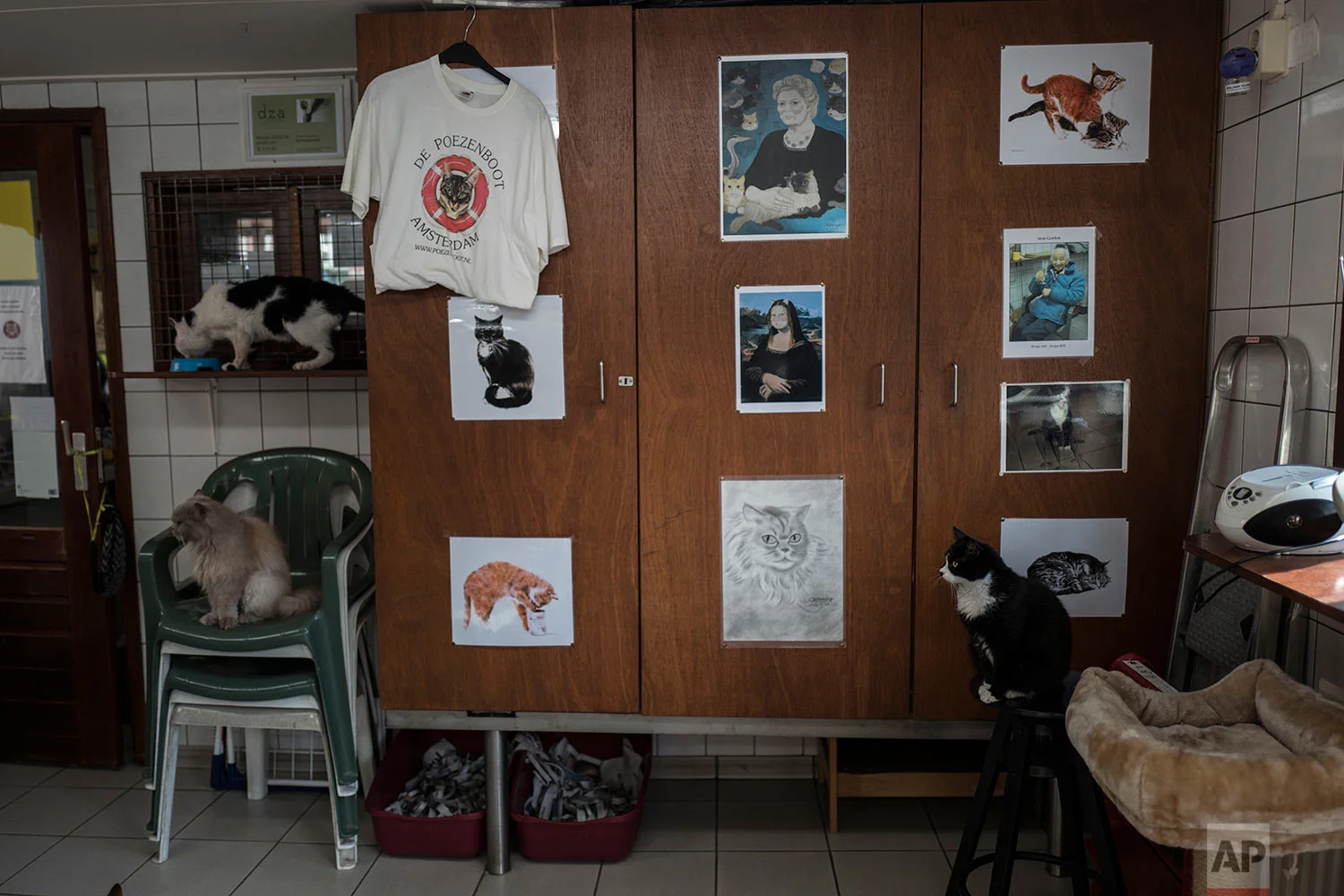  In this Wednesday, Aug. 2, 2017 photo, cats sit on the Catboat shelter in Amsterdam, Netherlands. (AP Photo/Muhammed Muheisen) 