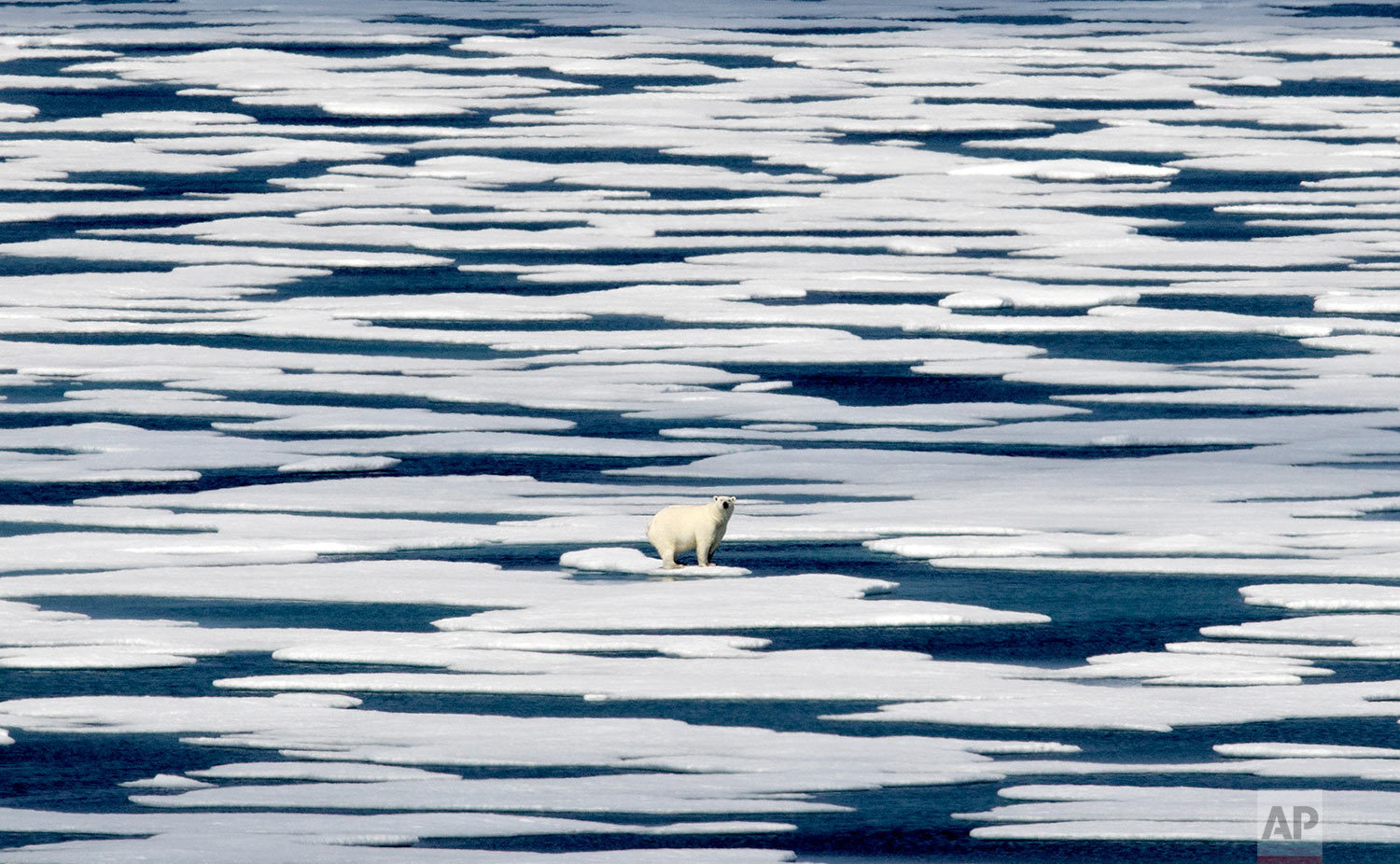  A polar bear stands on the ice in the Franklin Strait in the Canadian Arctic Archipelago, Saturday, July 22, 2017. While some polar bears are expected to follow the retreating ice northward, others will head south, where they will come into greater 