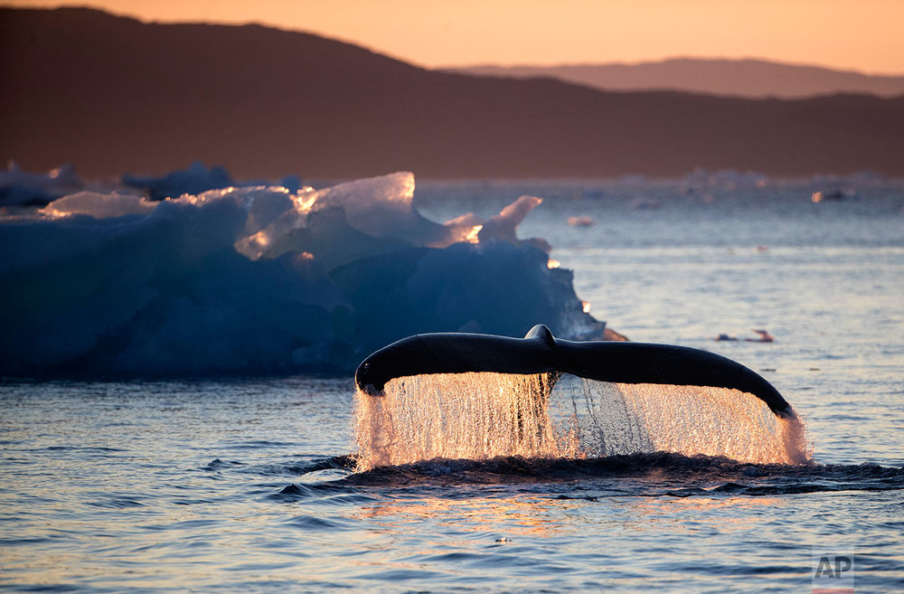  A humpback whale dives while swimming in the Nuup Kangerlua Fjord near Nuuk in southwestern Greenland, Tuesday, Aug. 1, 2017. People are so far removed from the Arctic that they don't understand it, they don't know it and they don't love it," said P